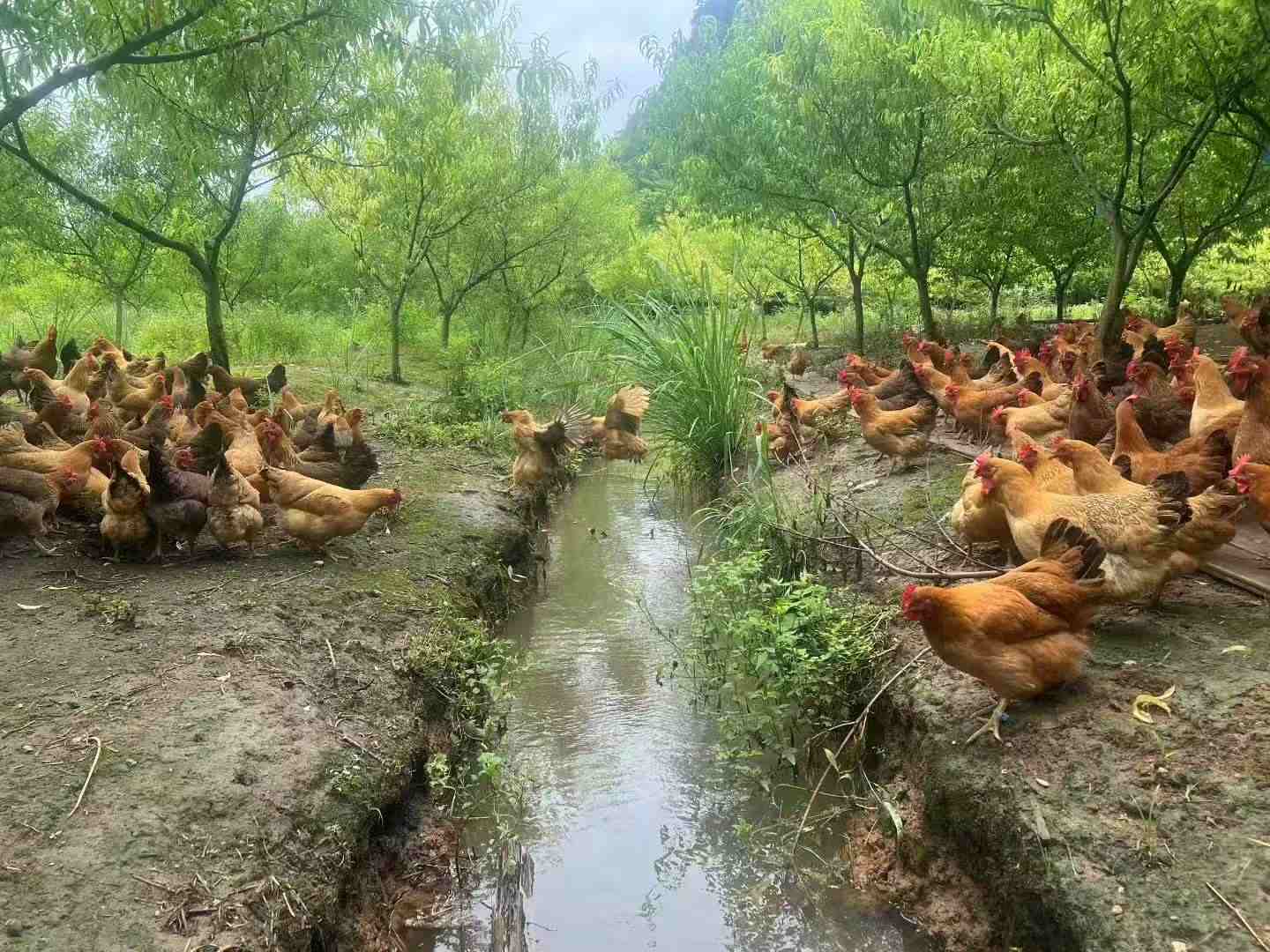 巧农人生态农庄 - 图片3