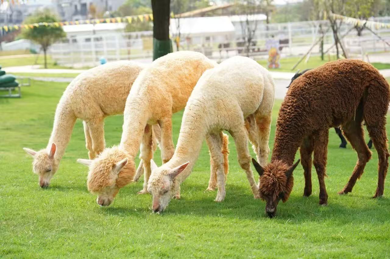 桂海晴岚 - 图片2